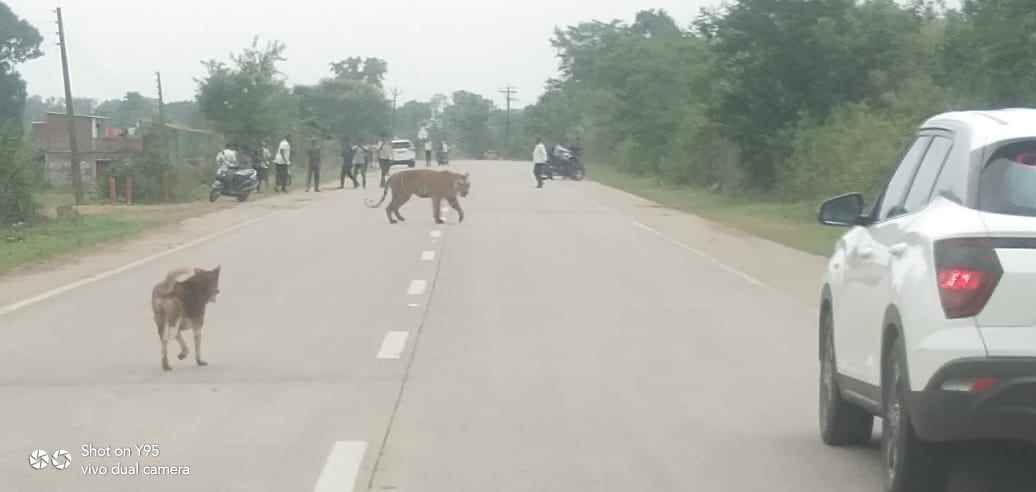 महामार्ग ओलांडून शेतात वाघाचा प्रवेश, परिसरात भीतीचं वातावरण